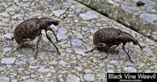 They are most common in slightly warmer climates. Black Vine Weevil Beetles And Larvae Control How To