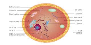 Maybe you would like to learn more about one of these? Cell Structure Test Mcq Quiz Proprofs Quiz