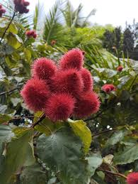 Image result for Bixa orellana