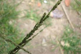 Image result for Sporobolus africanus