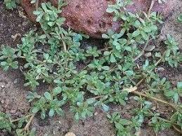 They may not germinate if placed deeply in the soil. Purslane Weed Management Farms Com