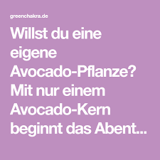 Willst Du Eine Eigene Avocado Pflanze Mit Nur Einem Avocado Kern Beginnt Das Abenteuer Hier Erfahrst Du Alles Weitere Avocado Pflanze Avocado Avocado Kerne