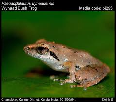 Image result for Basananthe pseudostipulata