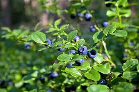 Schöner wohnen befasst sich mit der äußeren gestaltung und der innenarchitektur ausgewählter objekte. Garten Terrasse Schoner Wohnen