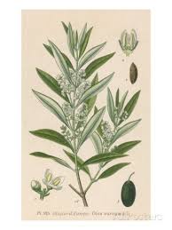 Olive Giclee Print Allposters Com In 2020 Olive Tree Tattoos Botanical Art Botanical Illustration