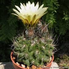 Image result for Eriochrysis