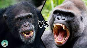 Check spelling or type a new query. Lion Vs Gorilla Who Would Win This Fight Youtube