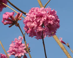 Image result for Handroanthus sp. near impetiginosus