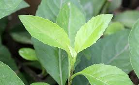 Hasil gambar untuk obat herbal kolesterol