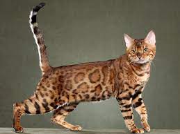 bengal kedisi ozellikleri ve bakimi kedi blog