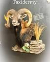 Addicted To Racks Taxidermy, 203 S Lowell Ave, Breckenridge, TX ...