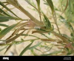 Image result for Pechuel-Loeschea leubnitziae