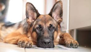 German shepherd for sale in pakistan. Jarman Sapat Dog Puppy Photos Photo Of Dog