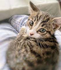 Hello Friends Today Lilo Hasnt Been Feeling Very Well So We Have Been Chilling In Our Pjs Today With Lots Lost Cat Cats Cat Shelter
