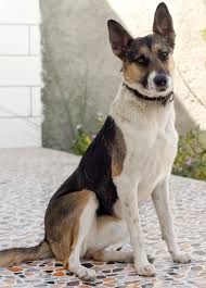 Find local german shepherd dog puppies for sale and dogs for adoption near you. Panda White Spotting In German Shepherd Dogs Veterinary Genetics Laboratory