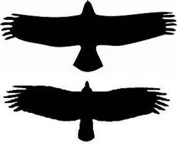 Big Black Bird With White Head And White Tail Identifying Bald Eagles Ravens Crows Turkey Vultures By Wing Pattern Bald Eagle Eagle Images Eagle Silhouette