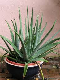 Synonyms aloe barbadensis aloe perfoliata. Growing Succulents In The Shade Diy