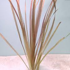 Image result for Blyxa aubertii