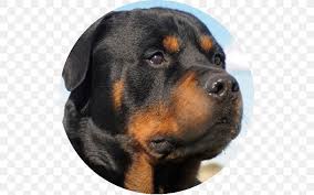 An african boerboel mix is a cross between an african boerboel and another dog breed. Rottweiler Caucasian Shepherd Dog Boerboel Puppy German Shepherd Png 512x512px Rottweiler American Kennel Club Austrian Black