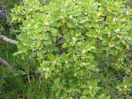 Image result for Myoporum laetum