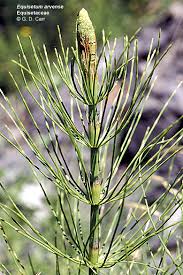 Image result for Equisetaceae