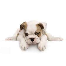 Maybe you would like to learn more about one of these? Best Dog Food For Boxer Puppies In 2021 Goodpuppyfood