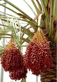 Medjool Date Palm Dates Tree Fruit Plants Palm Trees