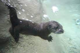 Haare Hair Detroit Zoo Baby Zoo Animals Otter Pup