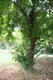 Image result for Baphia