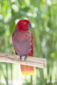 Jujutsu kaisen 1080p, 2k, 4k, 5k hd wallpapers free download, these wallpapers are free download for pc, laptop, iphone, android phone and ipad desktop. 327 Spotted Parrot Photos Free Royalty Free Stock Photos From Dreamstime