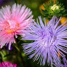 Aster Crego Giant Flower Seed Mix 4 Oz Approx 55 000 Seeds Annual Flower Gardening Seeds Callistephus Chinensis Walmart Com Flower Seeds Annual Flowers Aster Flower