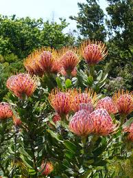 Leucospermum Cordifolium 1 Australian Native Flowers Plants Australian Native Garden