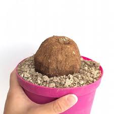 Image result for Merremia tuberosa