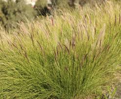 Image result for Cenchrus unisetus