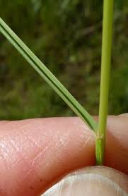 Image result for Loudetia phragmitoides