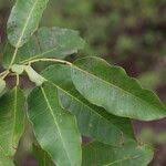 Image result for Ficus sansibarica