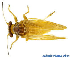 Image result for Psychotria djumaensis