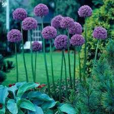 Van Zyverden Allium Bulbs Giant Gladiator Set Of 6 21401 The Home Depot Allium Flowers Flowers Plants