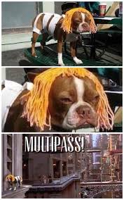 5th Element Dog Funny Memes Meme Lol Laughter Humor Dog Memes Dog Memes Funny Memes Funny