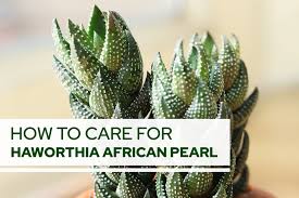 Image result for Haworthia