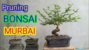 Pruning Bonsai Murbei Morus Yang Berbuah Youtube