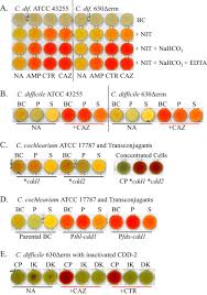 Three selective media (chromid c. Intrinsic Class D B Lactamases Of Clostridium Difficile Mbio