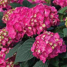 Hydrangea Fire And Ice In 2020 Smooth Hydrangea Hydrangeas For Sale Panicle Hydrangea