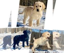 Buyers can pick up the pup in ohio. View Ad Labradoodle Litter Of Puppies For Sale Near Ohio Chesapeake Usa Adn 238750