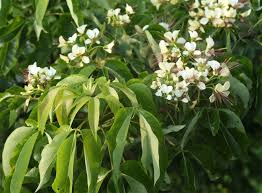 Image result for Crateva