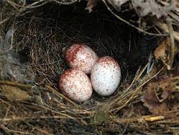 Armadillos do not lay eggs. Carolina Wren Facts Habitat Diet Life Cycle Baby Pictures