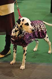 dalmatian like and repin please