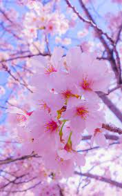 In compilation for wallpaper for sakura, we have 20 images. Nature Photography Flowers Cherry Blossom Wallpaper Nature Photography Flowers Flower Lockscreen