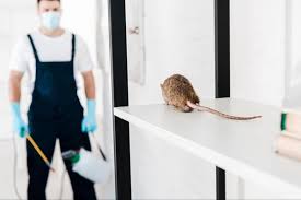 Dedetização de ratos: prevenção e combate a roedores urbanos | Higitec