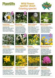 12 uncommon and rare woodland flowers. Greatbritishwildflowerhunt Explore Facebook